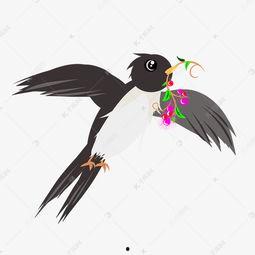 燕子燕子的资料,翱翔天际的精灵与人类文化的象征